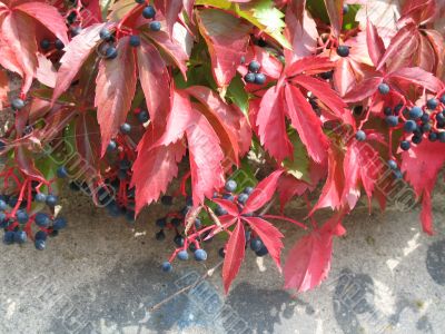 leafs and berrys in the autumn
