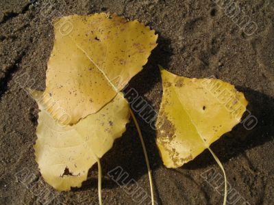 yellow leafs on the sand