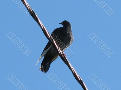 dove on the electricity wire