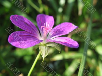 violet flower