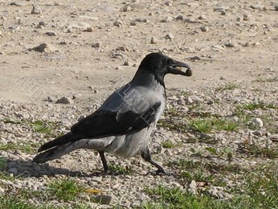 crow with the stone in the beak