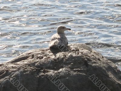 gull on the stone