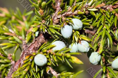 Berries of a juniper