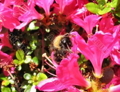 bee close-up on vivid flower