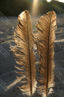 feathers against the sun