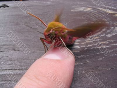 fly attempt