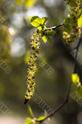 Flowering of a birch