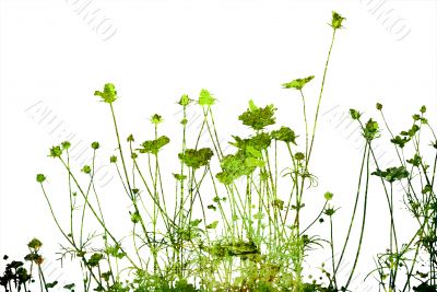 floral style textures