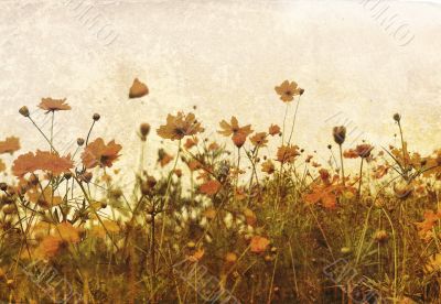 old-fashioned flower