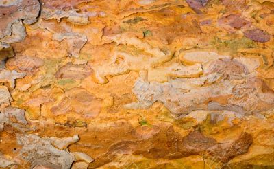 Bark of a pine