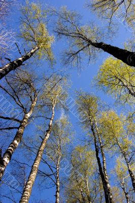 birch crowns are in the spring forest