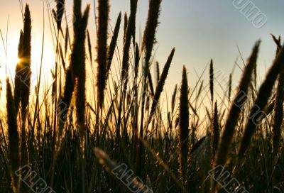 rushes in the setting sun