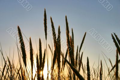 rushes in the setting sun