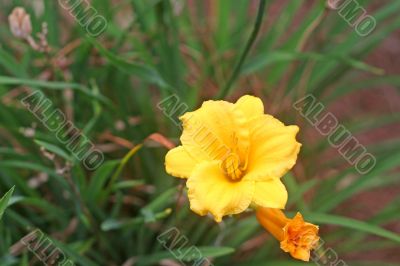 Yellow Lillys