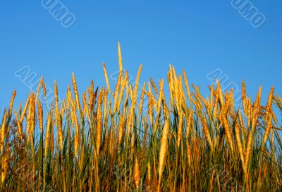 ripe wheat