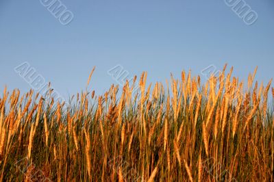 ripe wheat and sky