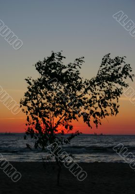sunset tree