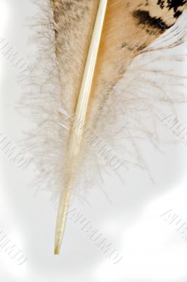 Feather