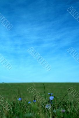blue flowers background