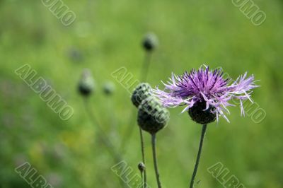 thistle
