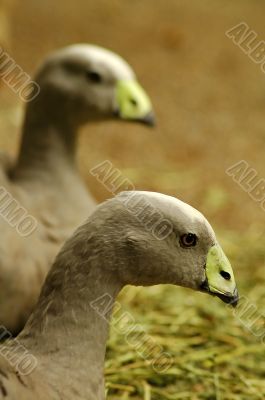 two birds