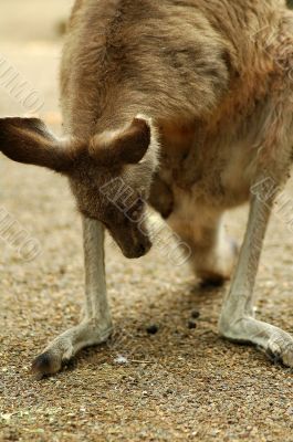 kangaroo