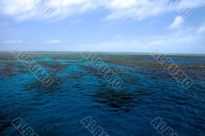 coral reef