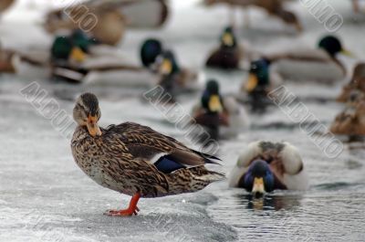 ducks in winter
