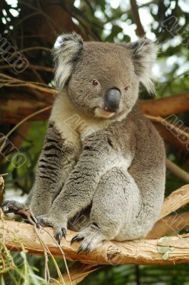 koala