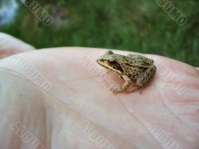mini frog