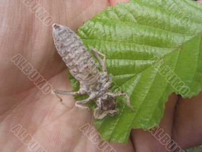 chitin carapace