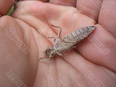 chitin carapace