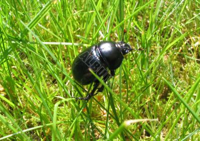dung beetle