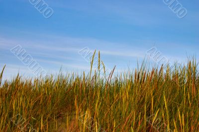 high grass and sky