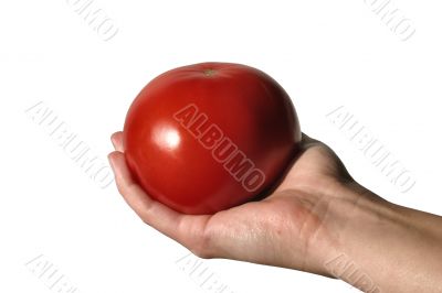 holding tomato