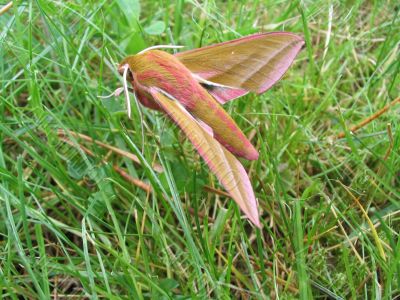 Small Elephant Hawk - Deilephila porcellus #2