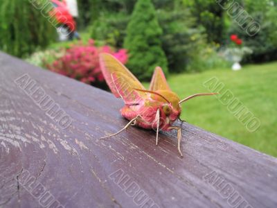Small Elephant Hawk - Deilephila porcellus #3