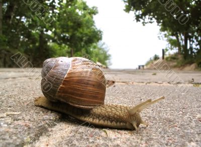 snail close-up