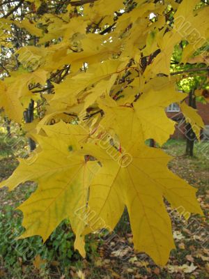 Yellow leaves