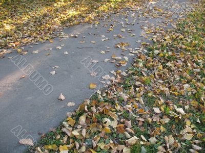 Yellow leaves on a path