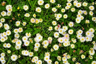 blooming dasies