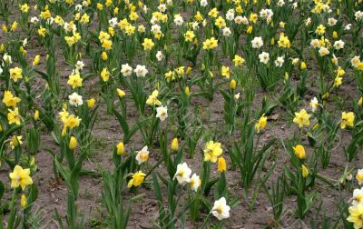 jonquil field