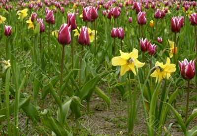 tulips and daffodils