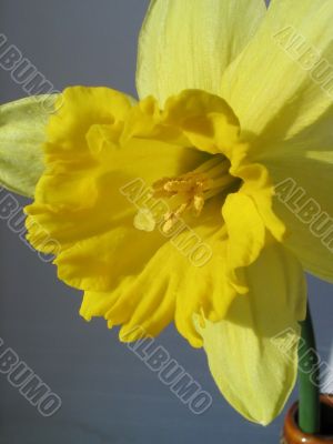 daffodil