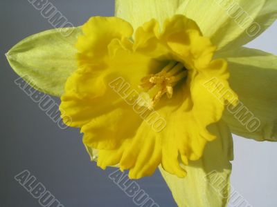 yellow daffodil