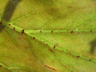 leaf background
