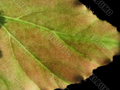 leaf on black