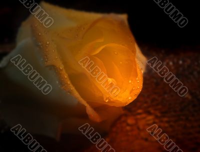 Wet Rose