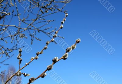 Pussy-willow
