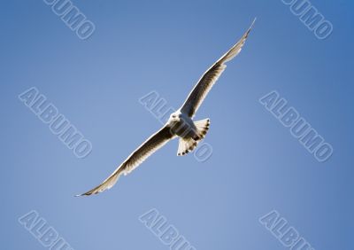 seagull in flight